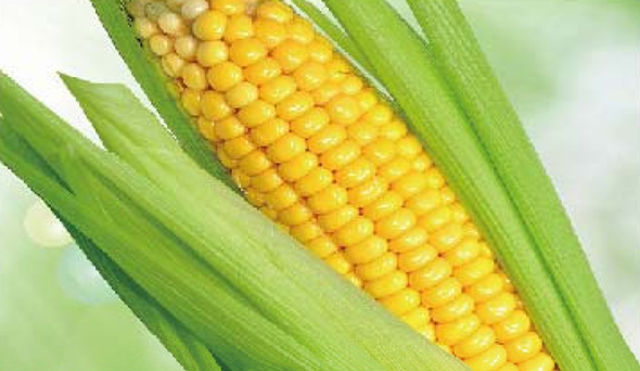 陶瓷膜应用：：生物、医药行业